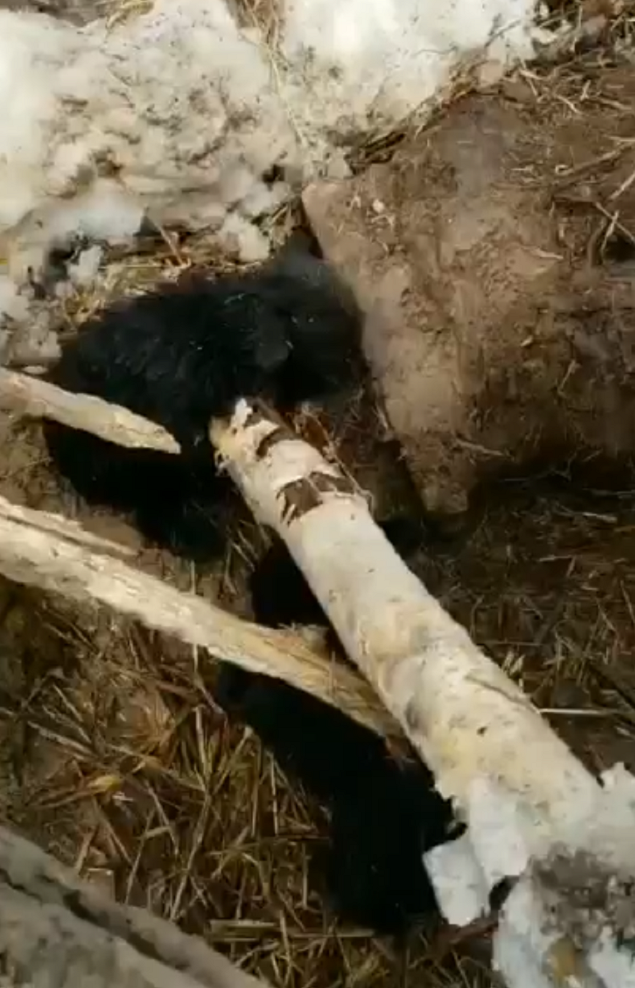 Два покинутых медвежонка плакали, зовя людей на помощь