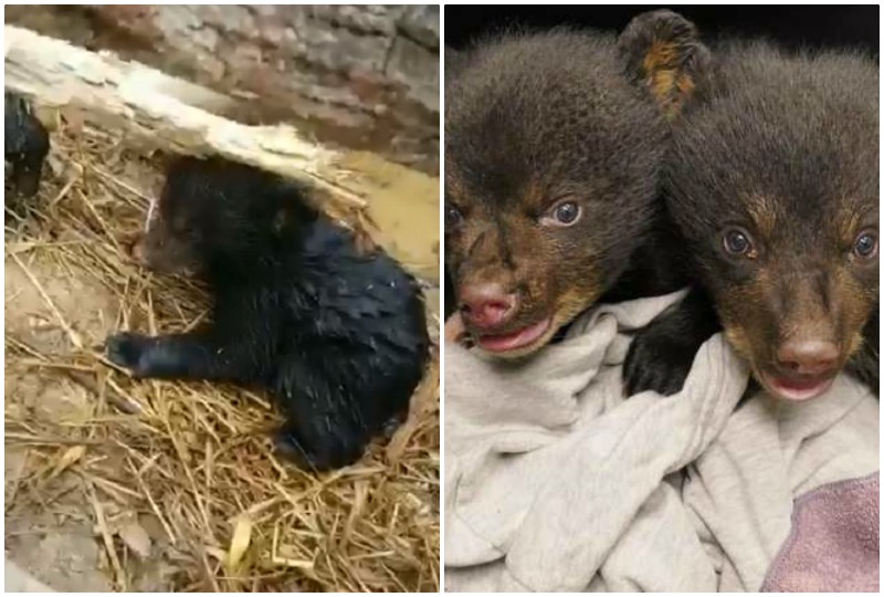Два покинутых медвежонка плакали, зовя людей на помощь