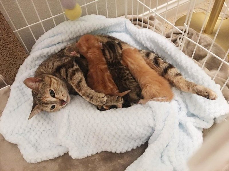 Отчаянная мать пришла к дверям спасателей, потеряв своих котят