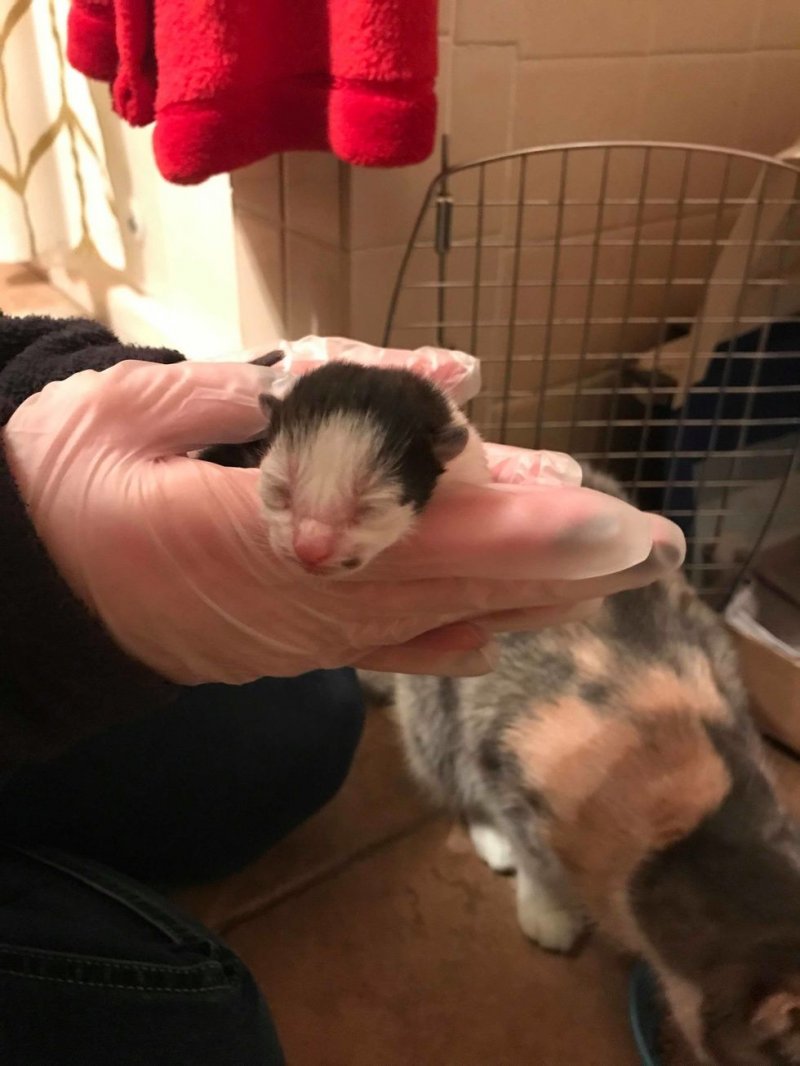 Беременная кошка, брошенная в приюте, родила особенного котенка