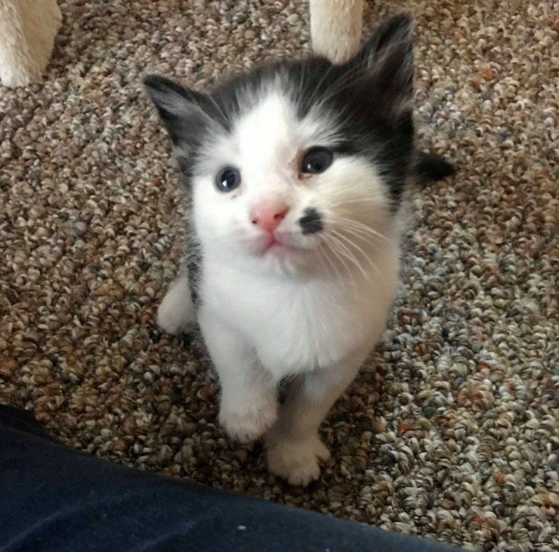 Беременная кошка, брошенная в приюте, родила особенного котенка