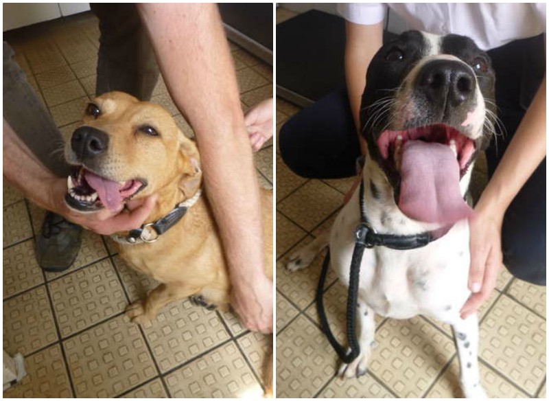 Собаки, спасенные из жутких условий, не могут перестать улыбаться