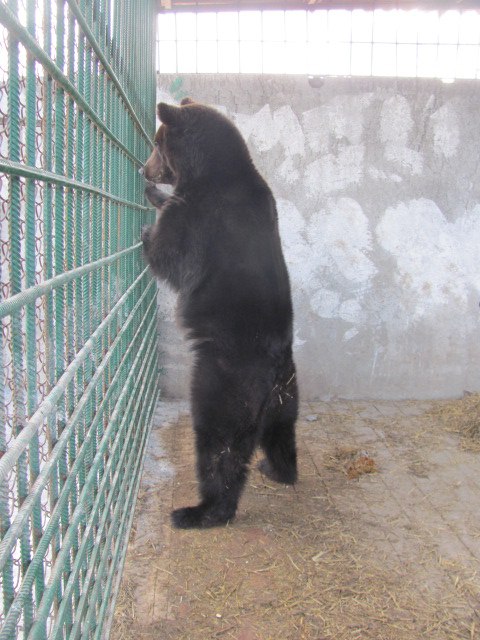 Большую медведицу некуда было девать после разорения приюта