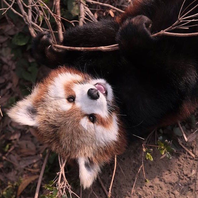 20 очаровательных фото кошачьих медведей, которые влюбят вас в этих животных навсегда