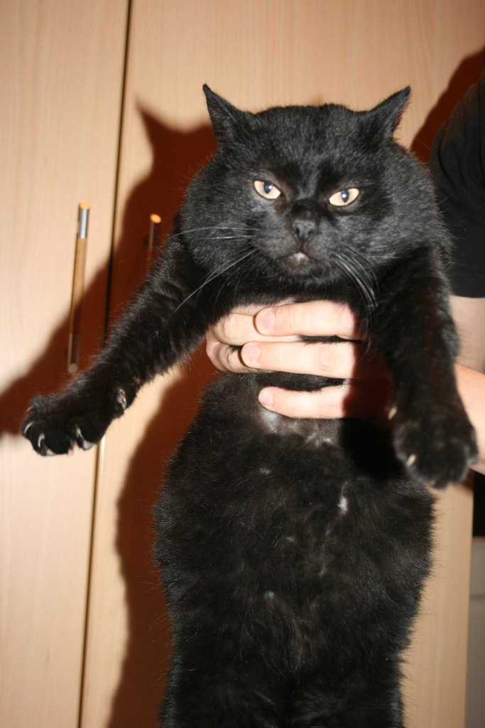 Черный растерянный кот увязывался за каждым прохожим