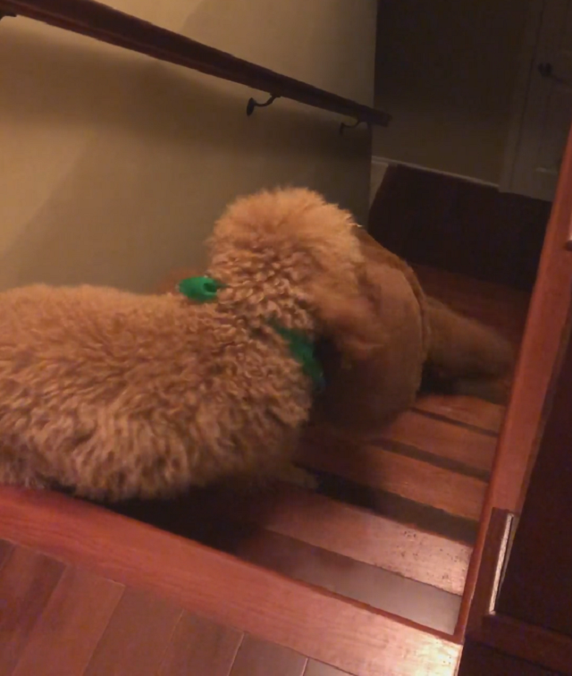 Хозяева не понимали, почему пёс тащит в кровать мягкие игрушки
