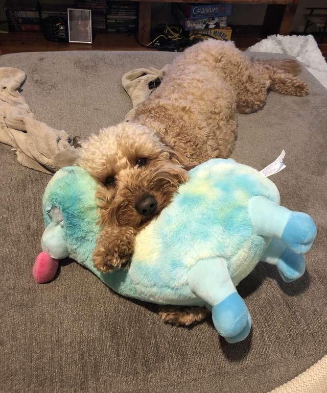 Хозяева не понимали, почему пёс тащит в кровать мягкие игрушки
