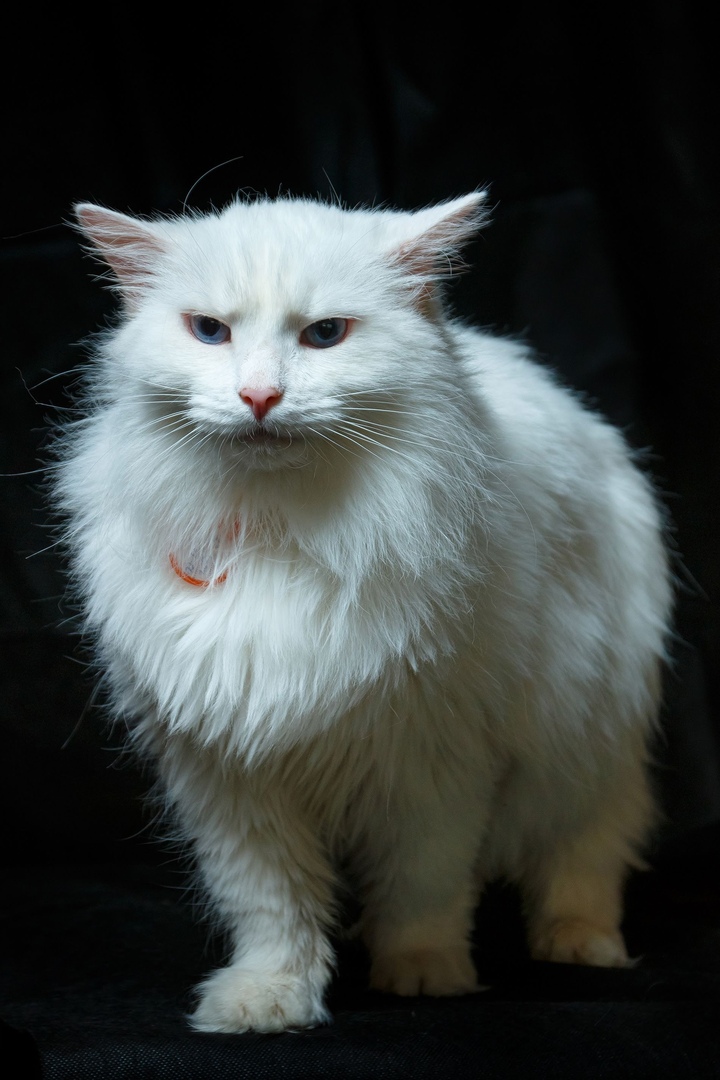Роскошного белого кота выставили на мороз