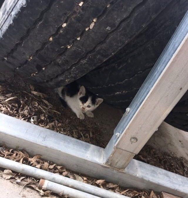 Замученный хромой котенок прятался от людей за шинами