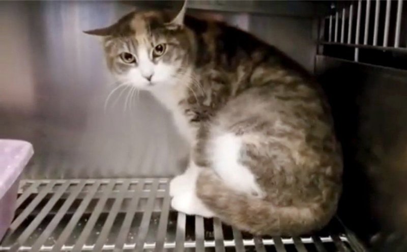 Беременная кошка дрожала от страха, прячась в углу клетки