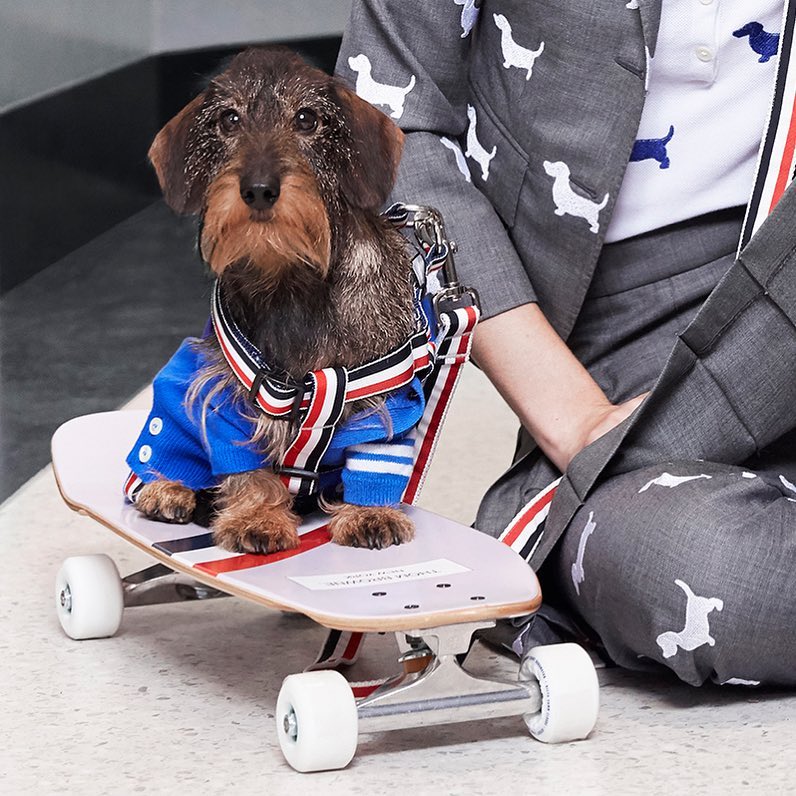 Самая модная собака Нью-Йорка - жесткошерстная такса Гектор