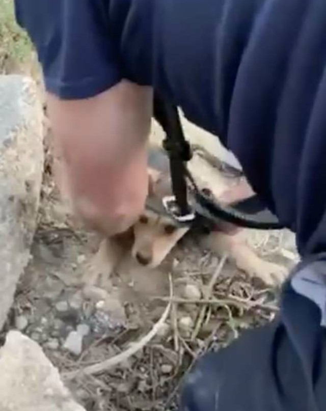 Пожарный спас щенка из-под бетонных завалов - эта встреча изменила жизнь обоих