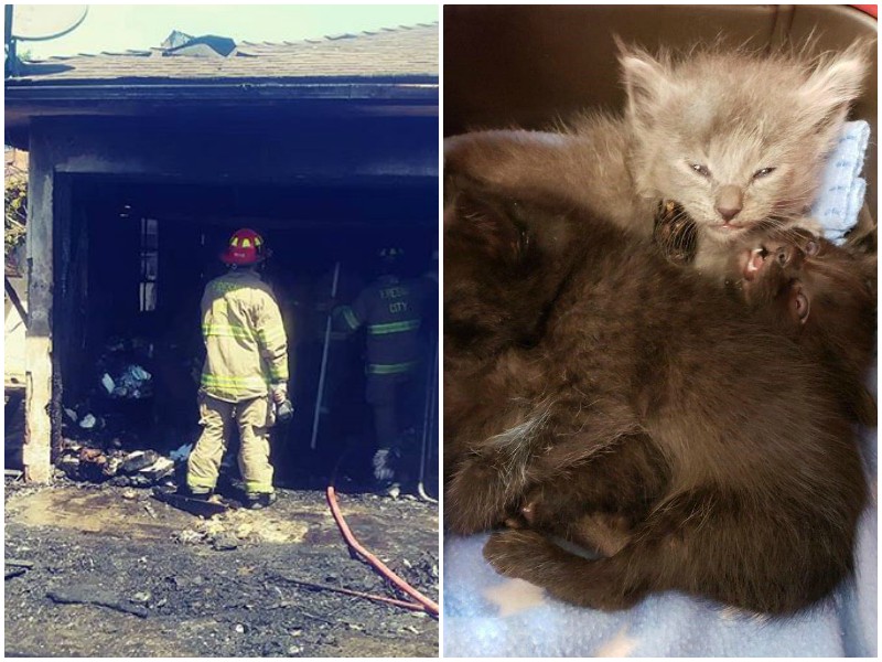 Под обломками сгоревшего дома пищали перепуганные котята