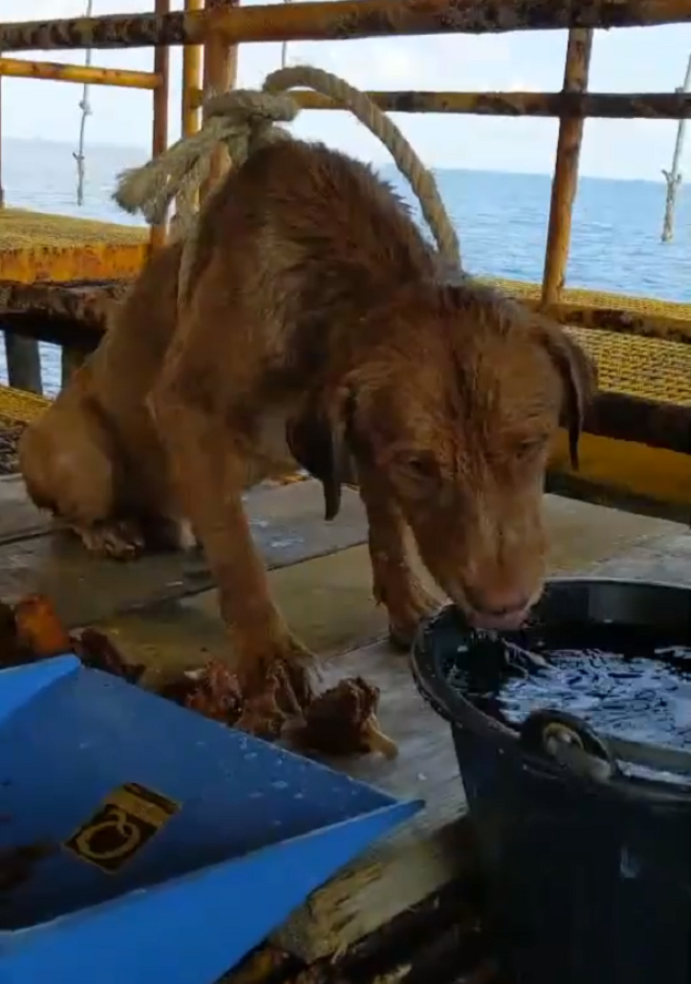 Обессиленный пес барахтался в открытом море в 200 км от берега