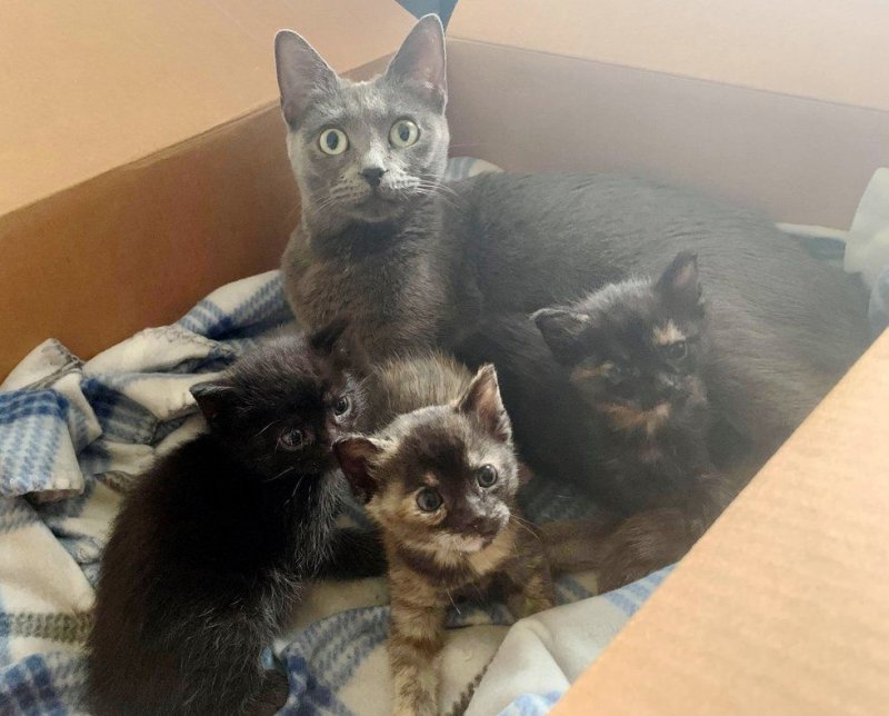 Отчаянную мать-кошку с трехлапыми котятами подобрали на улице