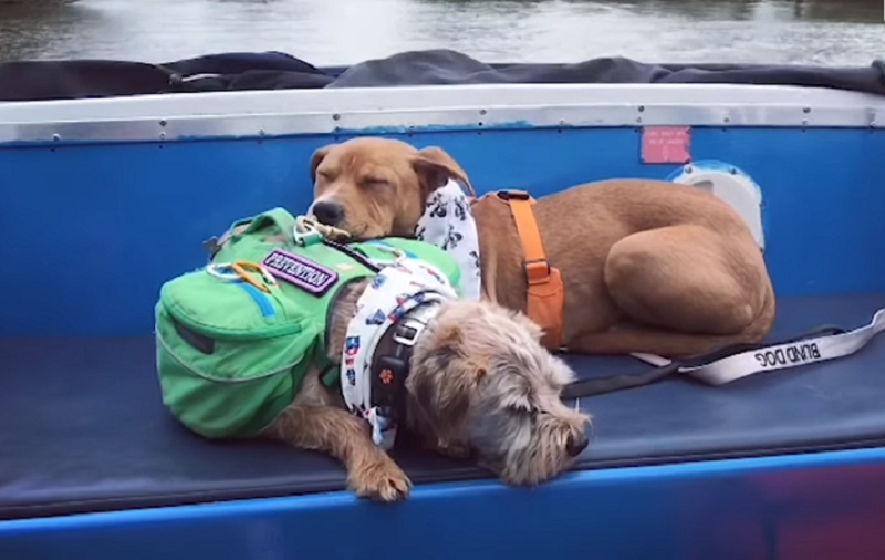 Слепой пес и его маленький поводырь: трогательная история дружбы