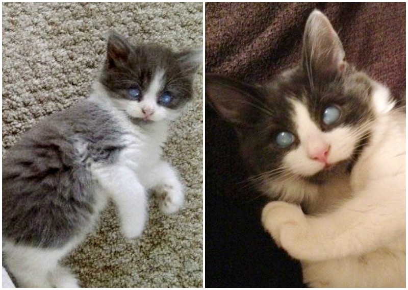 Другие котята не принимали слепого брата, но он вырос великолепным котом