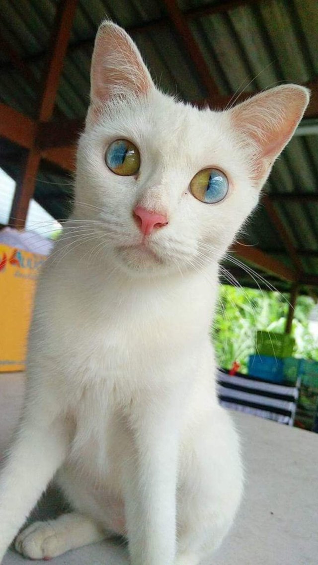 10. "У этого котика самые красивые глаза, которые я когда-либо видела!"