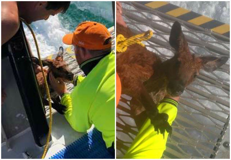 Рыбаки заметили, как в океане бьется беспомощный кенгуру