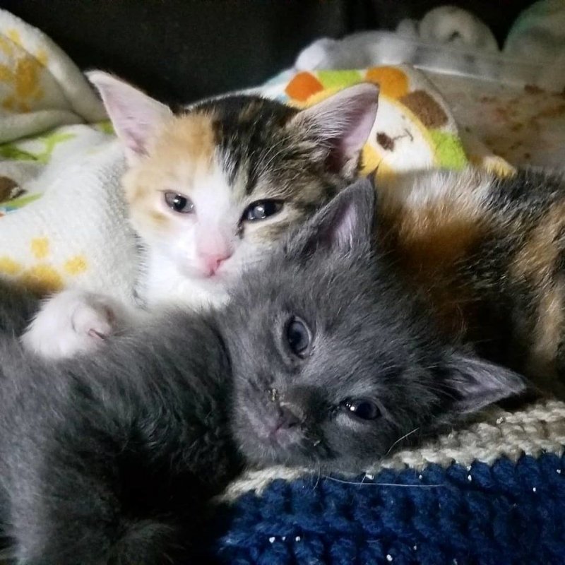 Два приютских котенка с трудной судьбой стали спасением друга для друга