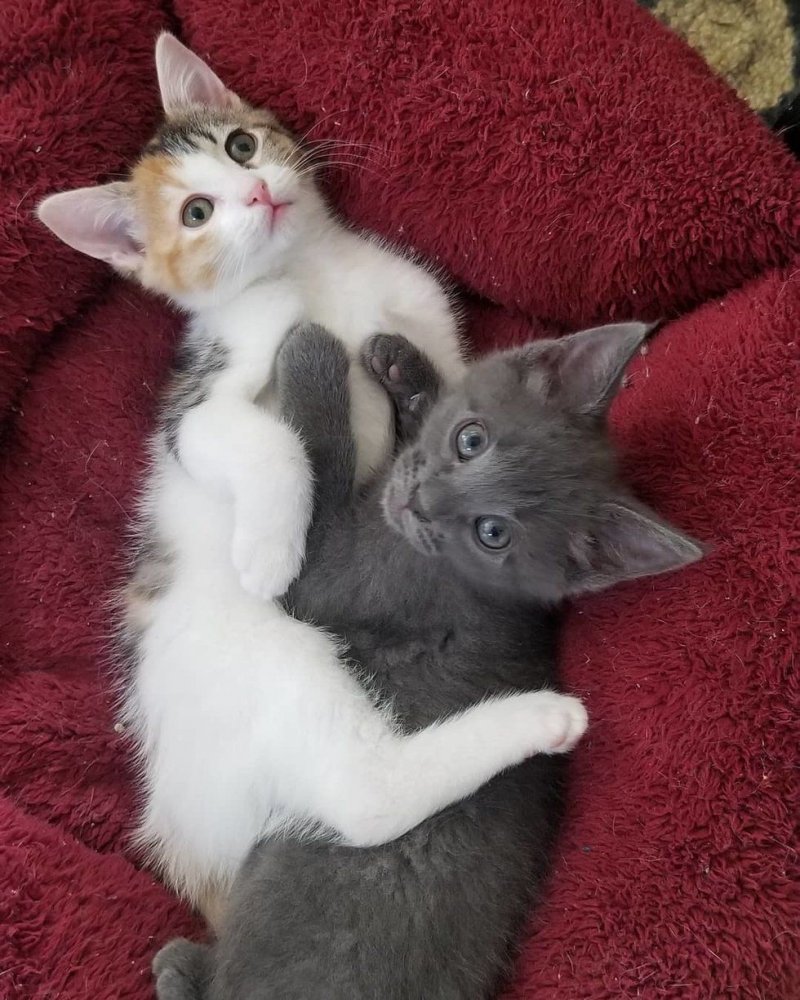 Два приютских котенка с трудной судьбой стали спасением друга для друга