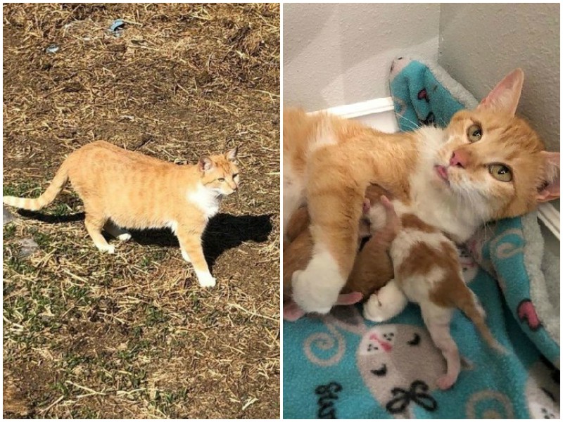 Скромная кошка благодарила девушку, которая спасла ее будущих котят