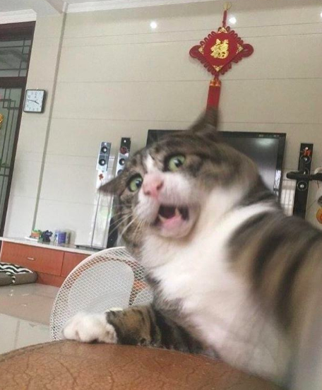 18 смешных фото одного кота, эмоции которого зашкаливают 