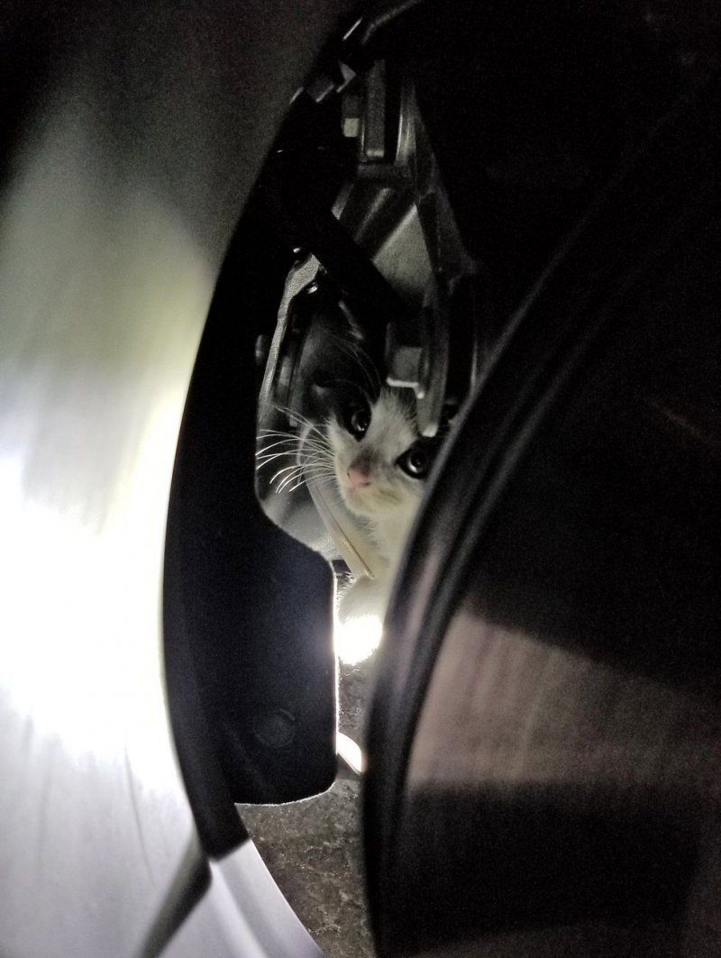 У автомагазина прибилась одинокая кошка с крошечным малышом 