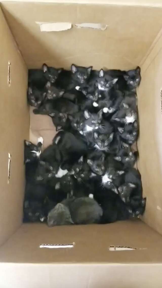 Женщина обнаружила в саду коробку с 39 больными котятами