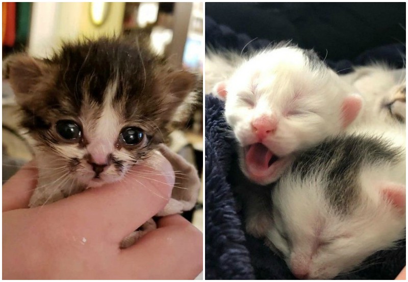 Одинокий котенок стал нянечкой двух новорожденных комочков