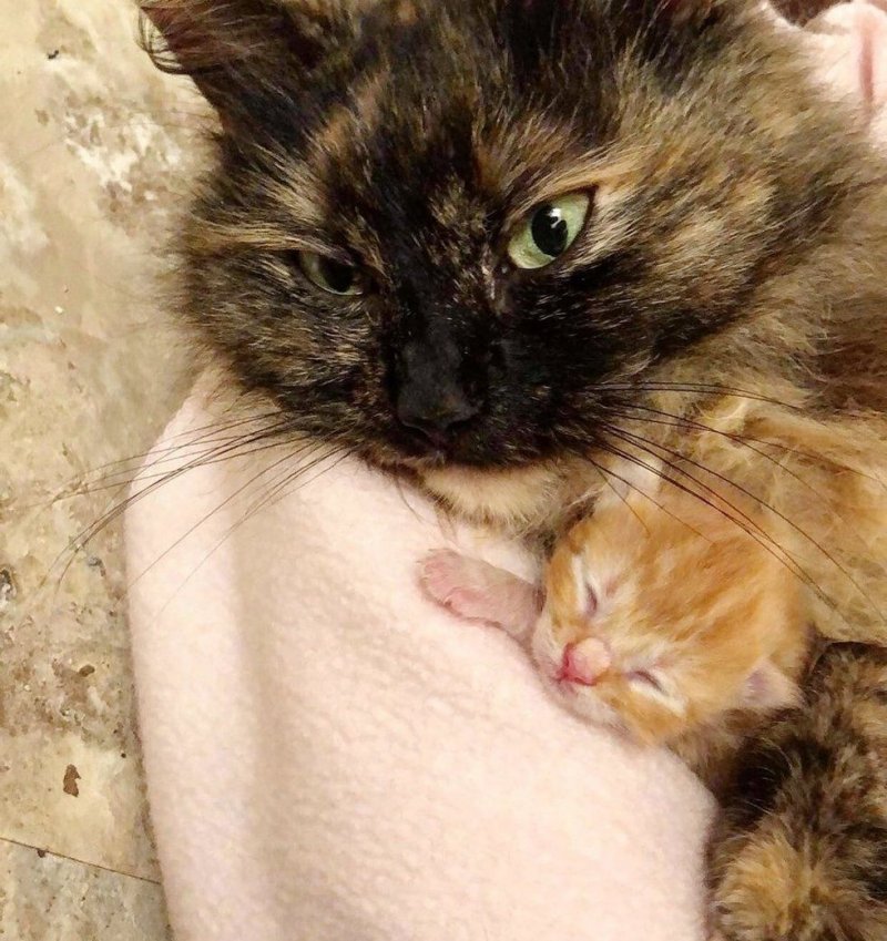 Промокшая мать в грозу прятала новорожденных котят, как могла