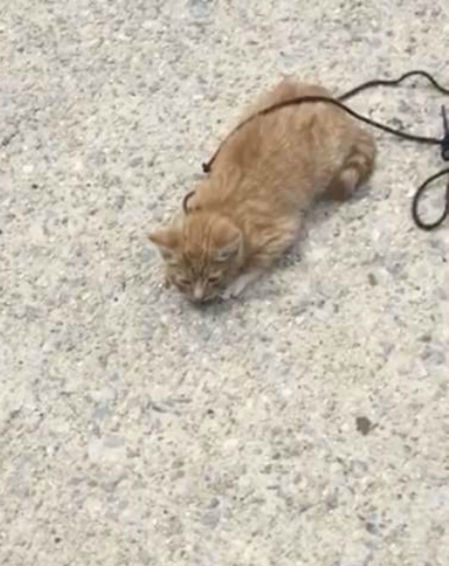 Котенок полз по тротуару с перевязанной шнурком шеей