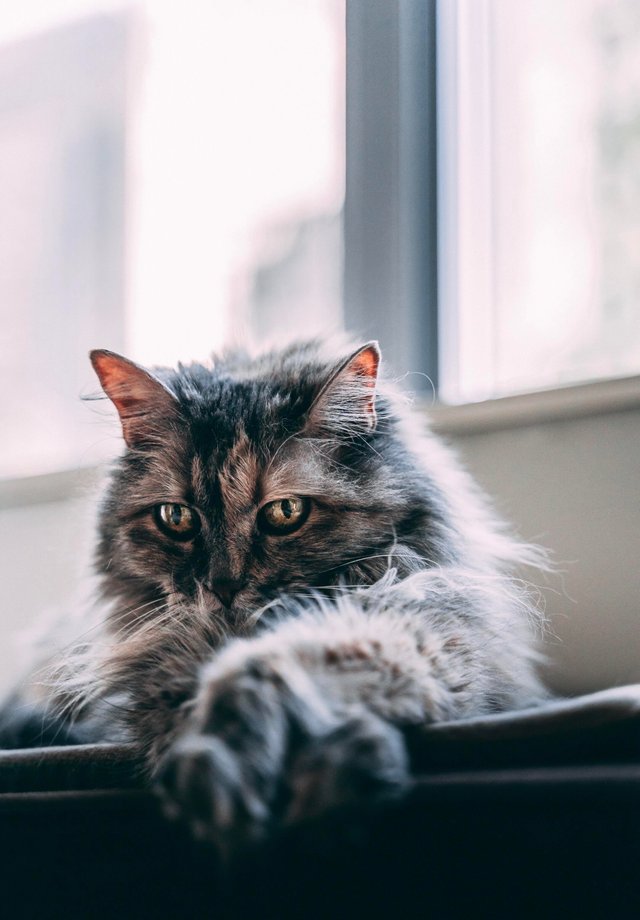 22 красивейшие кошки, фотогеничности которых позавидует любая модель