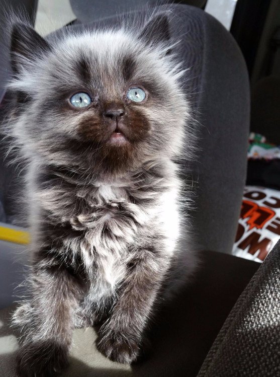 22 красивейшие кошки, фотогеничности которых позавидует любая модель