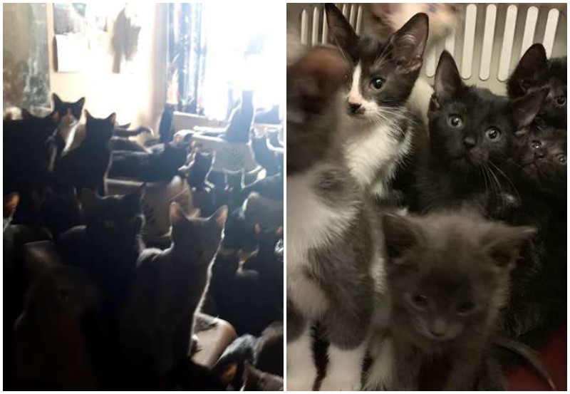 В двухкомнатной квартире обнаружили 300 кошек