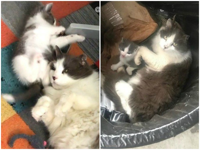 Мать закрывала собой единственного котенка, лежа среди мусора