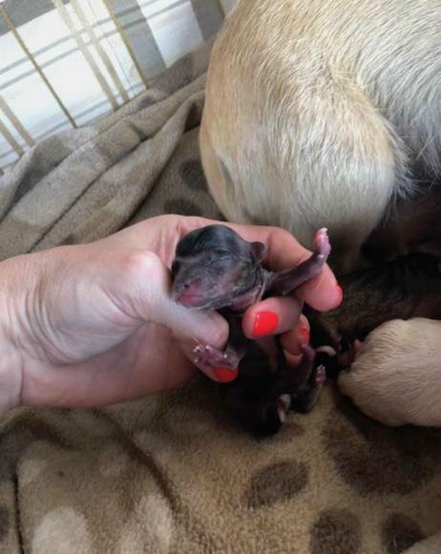 Беременная собака, спасенная от усыпления, на радостях родила прямо в машине