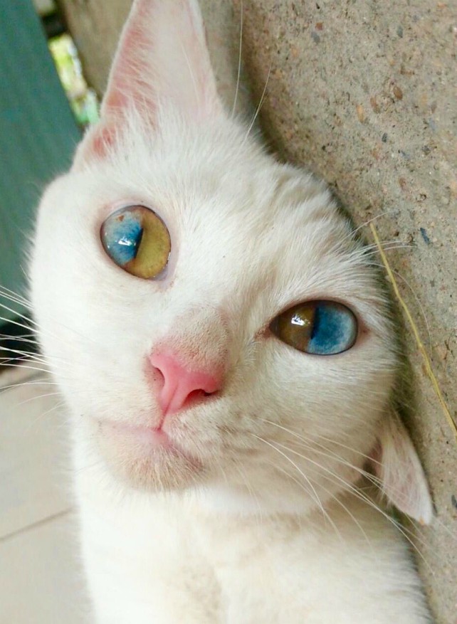 18. Завораживающий цвет кошачьих глаз