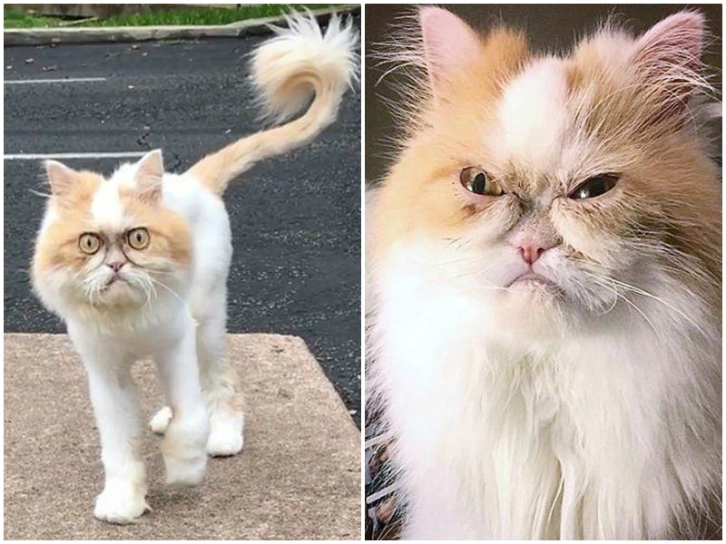 В сети нашли нового "сердитого" кота, и он - сама угрюмость