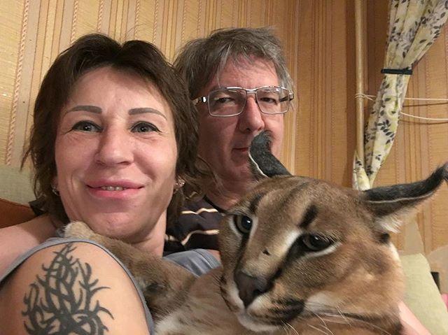 Большой котенок: в московской семье живет дикий каракал