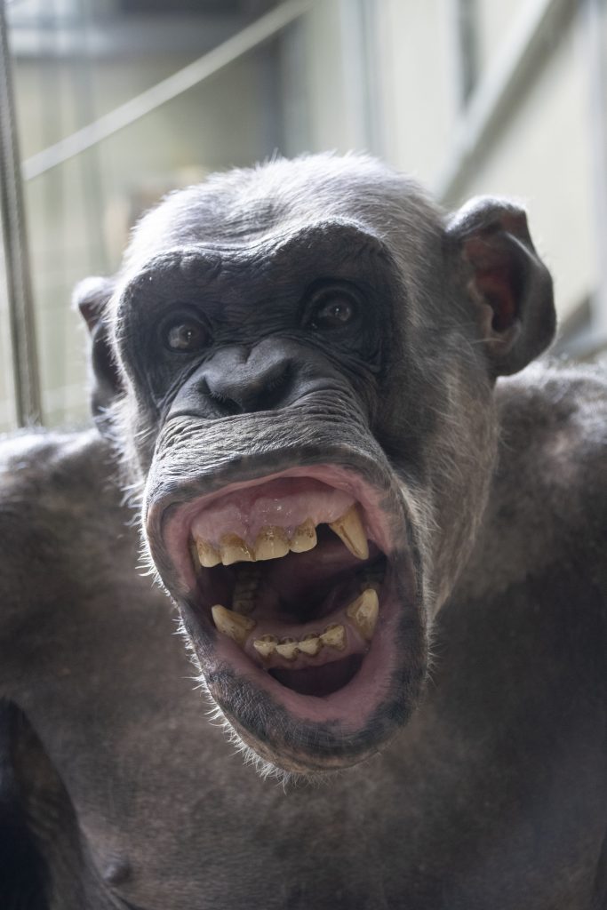Забавный шимпанзе, увидев фотоаппарат, начал кривляться  