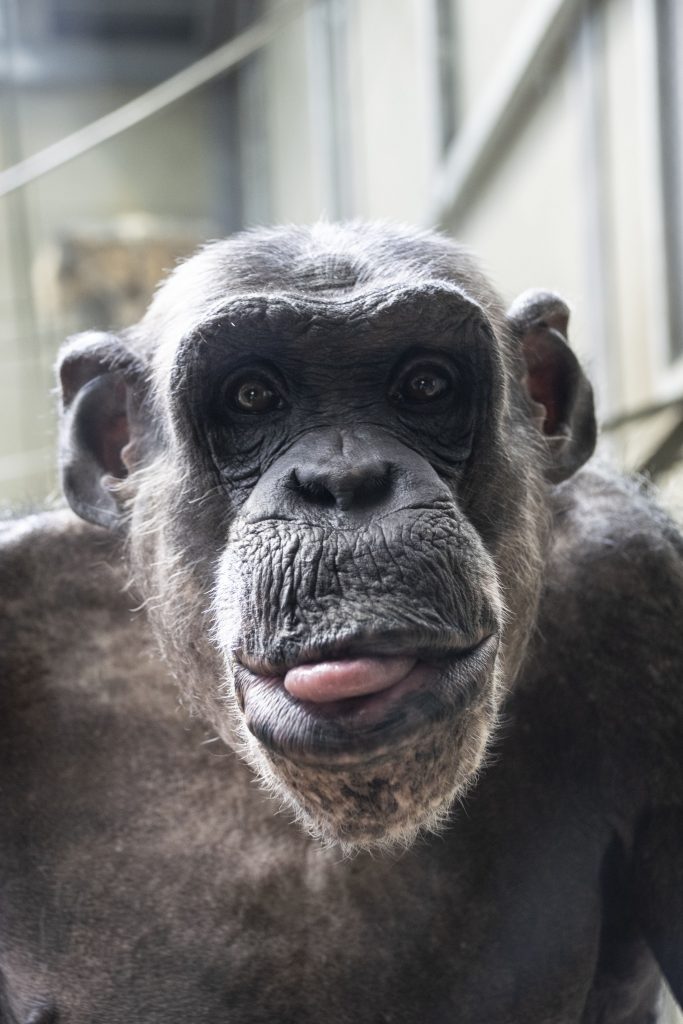 Забавный шимпанзе, увидев фотоаппарат, начал кривляться  