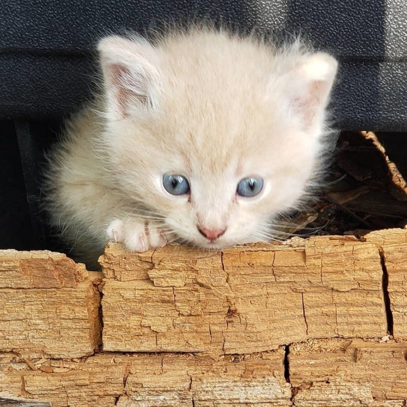 Бродячая кошка прятала новорожденных котят в дровах
