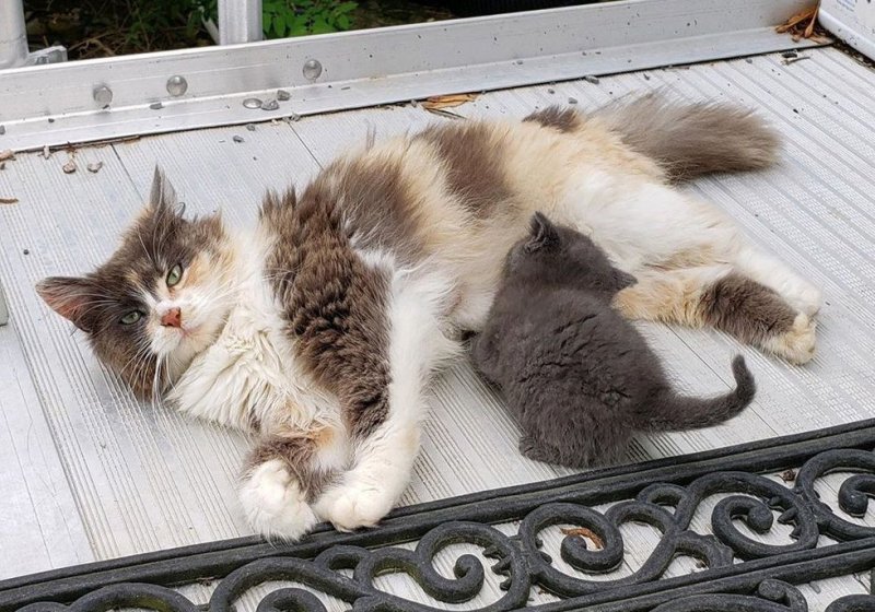 Бродячая кошка прятала новорожденных котят в дровах