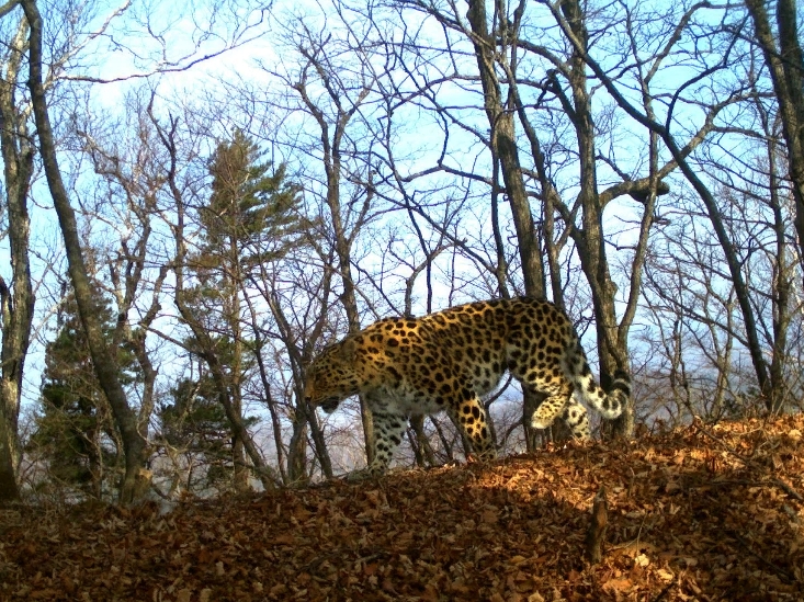 В Приморье самка леопарда показала двух котят