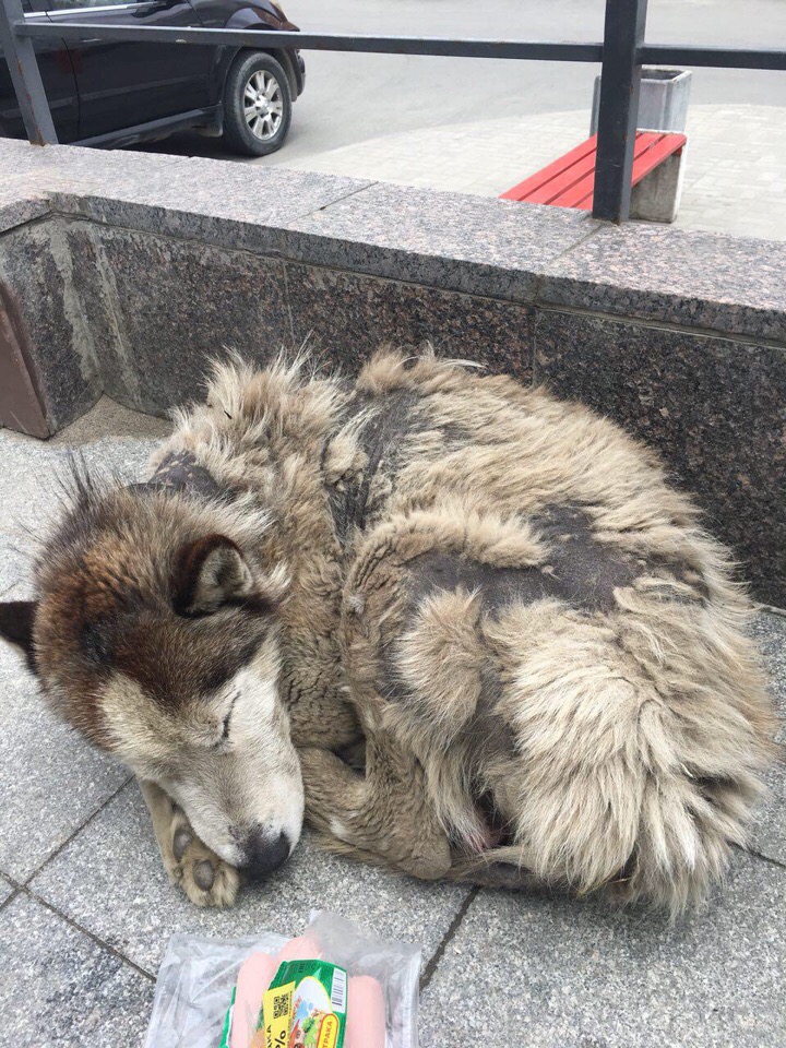 В грязном уличном псе едва удалось признать статного хаски