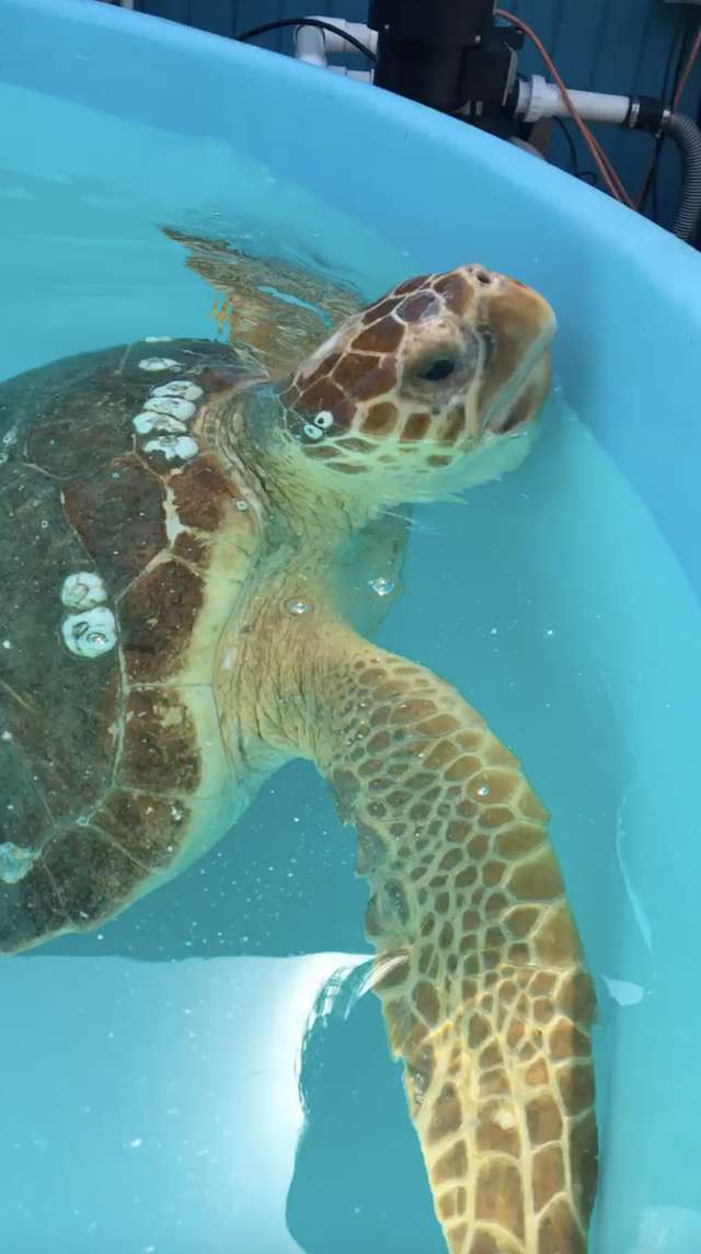 Морская черепаха попала в беду, проглотив рыболовный крючок