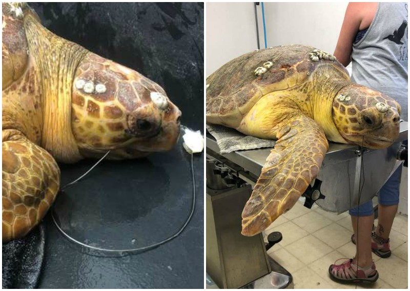 Морская черепаха попала в беду, проглотив рыболовный крючок