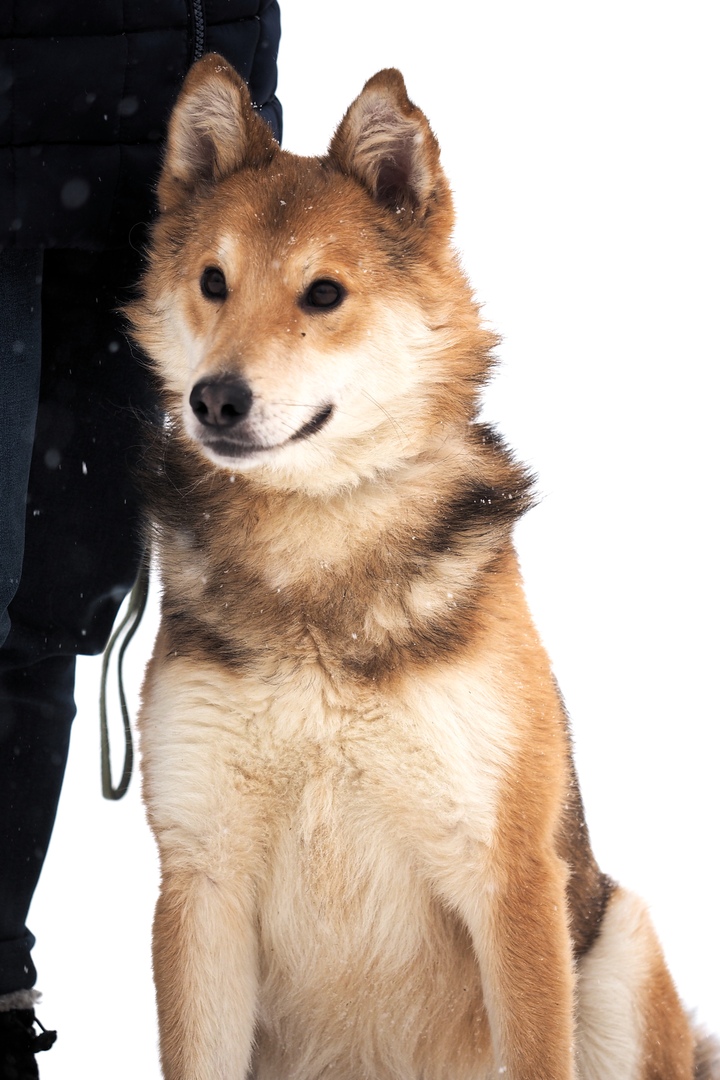 Приютский пес стал донором для домашней собаки и благодаря этому обрел хозяев