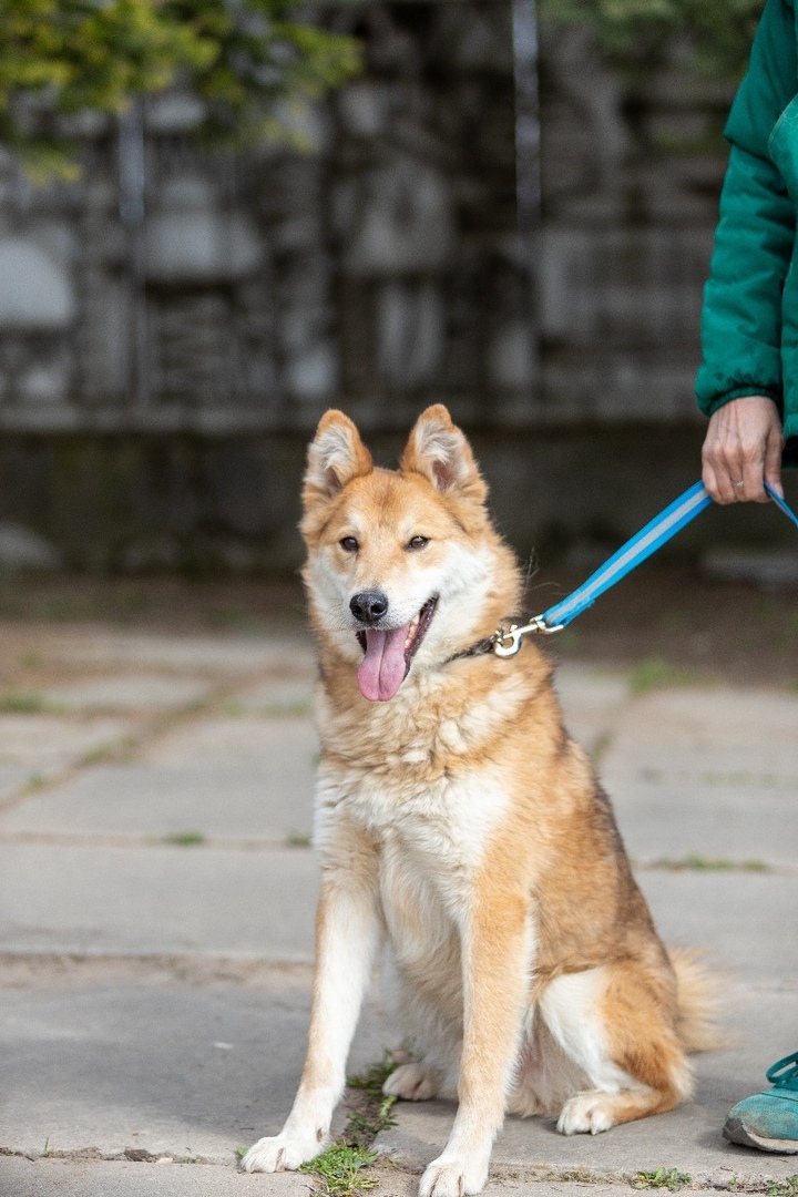Приютский пес стал донором для домашней собаки и благодаря этому обрел хозяев